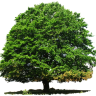 vicgroup