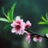 v.pham