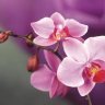 QuynhAnh9900