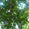 Mạnh Cường Vũ