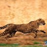 KingCheetah