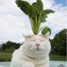 Huybjnh