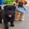 Điếc Tiếc Gì Đâu