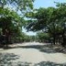 cachalot
