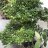 WTA
