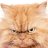 CuteCat