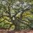 Old Oaks
