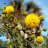 Acacia